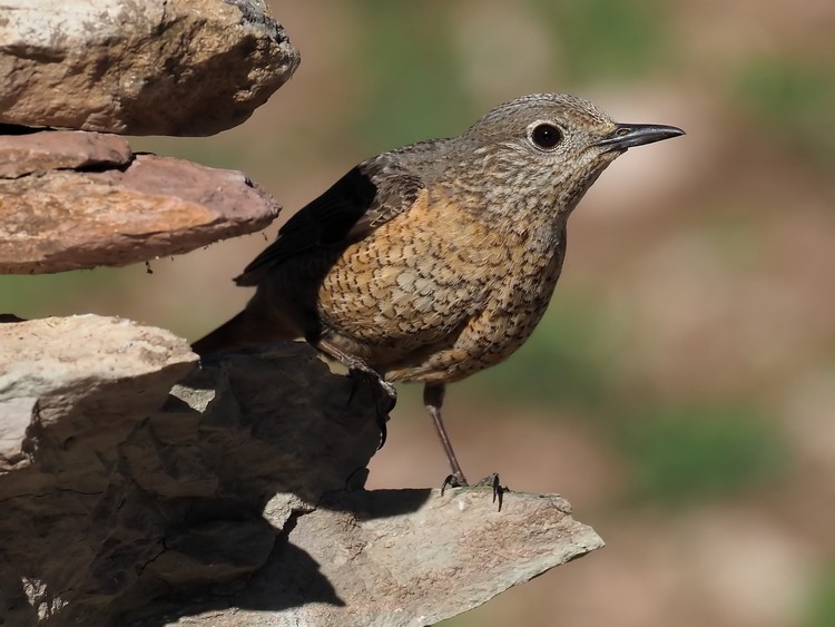 Codirossone : il pi bello della montagna